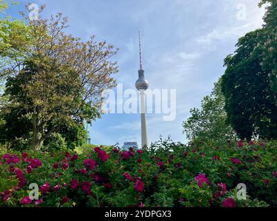 Blick auf den Berliner Fernsehturm durch Grün nahe dem Alexanderplatz. Mitte, Berlin, Deutschland. Mai 2023. Stockfoto