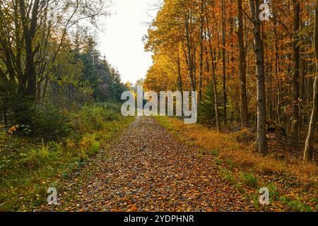 Bayern, Deutschland - 27. Oktober 2024: Waldweg im Herbst mit verfärbten Blättern an den Bäumen *** Waldweg im Herbst mit verfärbten Blättern an den Bäumen Stockfoto