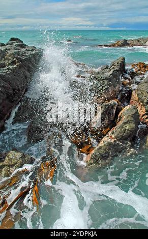 Die Wellen des blauen grünen Pazifiks krachen an den felsigen Ufern der Kaikoura Seal Kolonie - eine beliebte Touristenattraktion in Neuseeland. Stockfoto