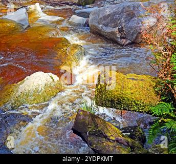 Nahaufnahme des Oparara River bei Karamea, Westküste Neuseelands. Beachten Sie die erstaunliche goldbraune Teefarbe des Wassers, das von Tannin gefärbt ist. Stockfoto