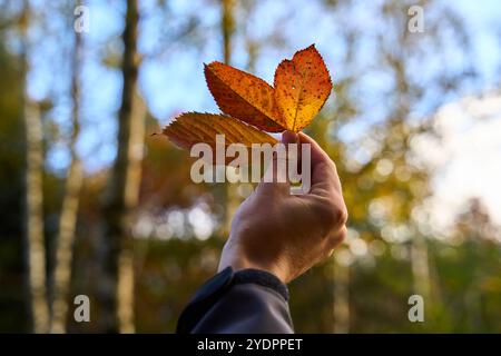 Augsburg Land, Bayern, Deutschland - 27. Oktober 2024: Hand mit 3 bunten oder roten und gelben Blättern von einem Baum. Symbol für die Blätter im Herbst und den Verlauf der Dinge in der Natur in der Herbstsaison am Jahresende. *** Hand halten 3 bunte, bzw. rote und gelbe Blätter von einem Baum in er Hand. Symbol für Blätterlassen im Herbst und der Lauf der Dinge in der Natur in der herbstlichen Jahreszeit zum Jahresende. Stockfoto