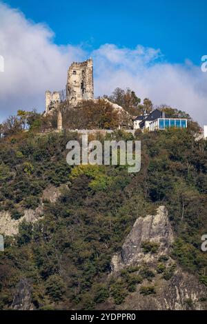 Drachenfels, ein Berg im Siebengebirge am Rhein zwischen Bad Honnef und Königswinter, mit Burgruine Drachenfels, Drachenfelsplateau, NRW, Deutschland, Drachenfels *** Drachenfels, ein Berg im Siebengebirge am Rhein zwischen Bad Honnef und Königswinter, mit Burgruine Drachenfels, Hochplateau Drachenfels, NRW, Deutschland, Drachenfels Stockfoto