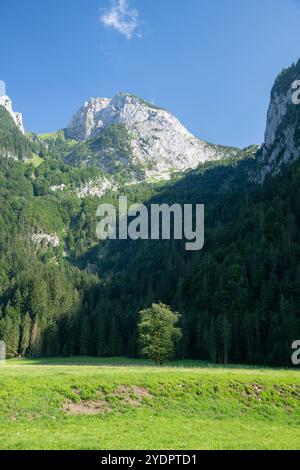 Einsamer Baum vor den bewaldeten Gipfeln von Fraunloch, Abtenau, Lammertal, Österreich Stockfoto