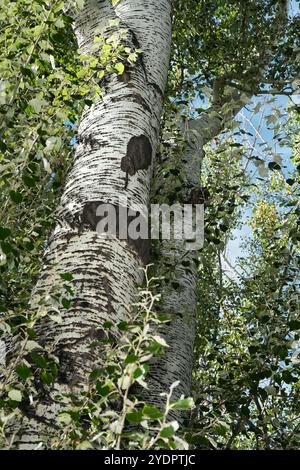 Zwei weiße Pappelbäume Stockfoto