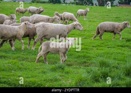 Merino-Schaffarm-Weide in midlands Stockfoto