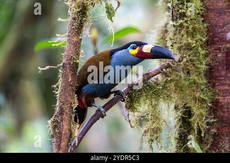 Bergtukan mit Tellerschnabel, der auf einem Ast sitzt, während er die Kamera beobachtet. Hellblaue Unterseite ist vollständig sichtbar. In Mindo, Ecuador. Stockfoto