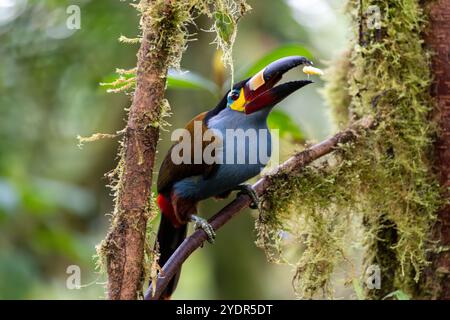 Tellerschnabel-Berglandtukan, der auf einem Ast thronte, während er ein Stück Obst in die Luft warf. In Mindo, Ecuador. Stockfoto