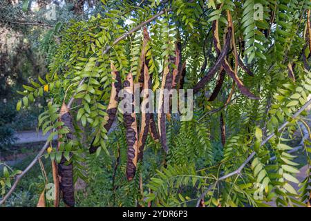 Johannisbrotbaum , frische grüne Johannisbrotbeeren Johannisbrot gesunde Nahrung, Ceratonia siliqua (Johannisbrot). Johannisbrotbaum (lateinischer Name - Ceratonia siliqua) Früchte, von denen hängen Stockfoto