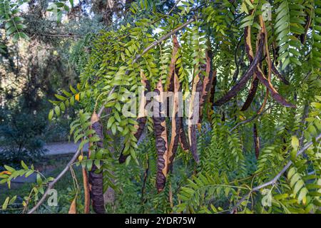 Johannisbrotbaum , frische grüne Johannisbrotbeeren Johannisbrot gesunde Nahrung, Ceratonia siliqua (Johannisbrot). Johannisbrotbaum (lateinischer Name - Ceratonia siliqua) Früchte, von denen hängen Stockfoto