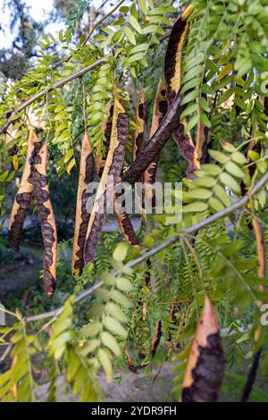 Johannisbrotbaum , frische grüne Johannisbrotbeeren Johannisbrot gesunde Nahrung, Ceratonia siliqua (Johannisbrot). Johannisbrotbaum (lateinischer Name - Ceratonia siliqua) Früchte, von denen hängen Stockfoto