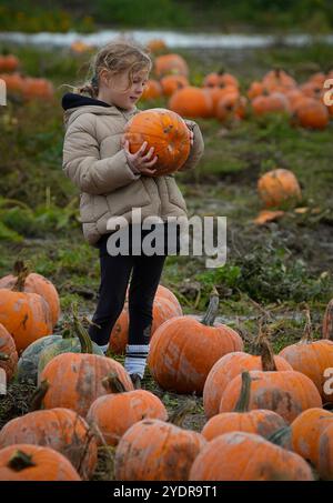 Richmond, Kanada. Oktober 2024. Ein Mädchen wählt Kürbisse in einem Kürbisfeld in Richmond, British Columbia, Kanada, 27. Oktober 2024. Die Menschen nahmen an den traditionellen Aktivitäten für Kürbisfelder Teil, um die Herbstsaison und die Kürbisernte zu feiern. Quelle: Liang Sen/Xinhua/Alamy Live News Stockfoto