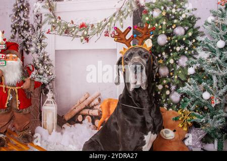 Toller Däne Hund auf Weihnachten professionelle Fotosession Stockfoto