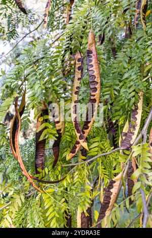 Johannisbrotbaum , frische grüne Johannisbrotbeeren Johannisbrot gesunde Nahrung, Ceratonia siliqua (Johannisbrot). Johannisbrotbaum (lateinischer Name - Ceratonia siliqua) Früchte, von denen hängen Stockfoto
