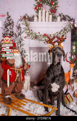 Toller Däne Hund auf Weihnachten professionelle Fotosession Stockfoto