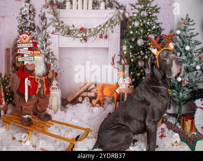 Toller Däne Hund auf Weihnachten professionelle Fotosession Stockfoto