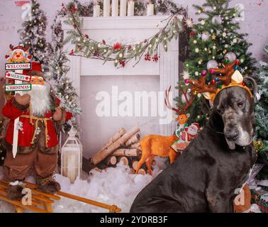 Toller Däne Hund auf Weihnachten professionelle Fotosession Stockfoto