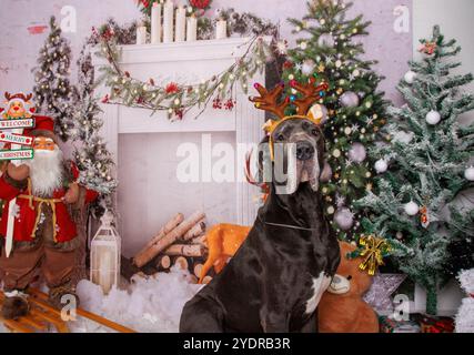 Toller Däne Hund auf Weihnachten professionelle Fotosession Stockfoto