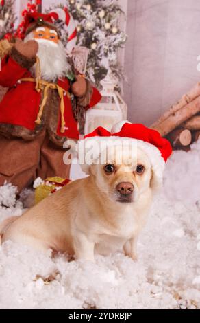 Wunderschöne Weihnachtsfotos über Chihuahua Hund im professionellen Studio Stockfoto