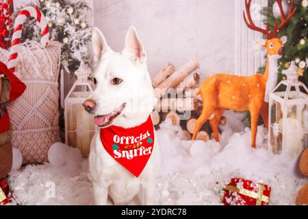 Sibirischer Hasky Hund, Weihnachtsfoto in gemütlicher Atmosphäre Stockfoto