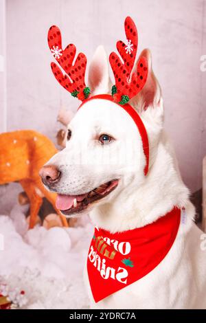 Sibirischer Hasky Hund, Weihnachtsfoto in gemütlicher Atmosphäre Stockfoto