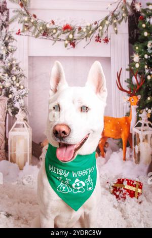 Sibirischer Hasky Hund, Weihnachtsfoto in gemütlicher Atmosphäre Stockfoto