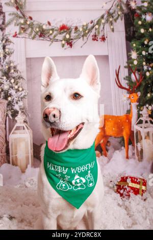 Sibirischer Hasky Hund, Weihnachtsfoto in gemütlicher Atmosphäre Stockfoto