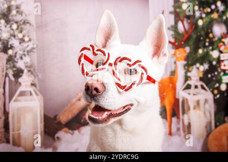 Sibirischer Hasky Hund, Weihnachtsfoto in gemütlicher Atmosphäre Stockfoto