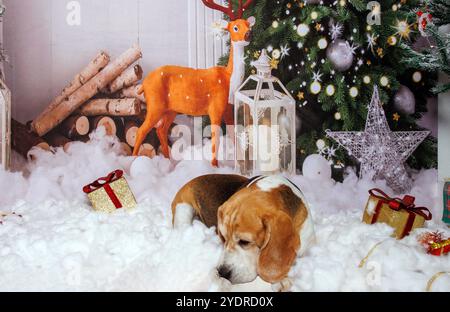 Beagle Dog, Weihnachtsfoto in gemütlicher Atmosphäre Stockfoto