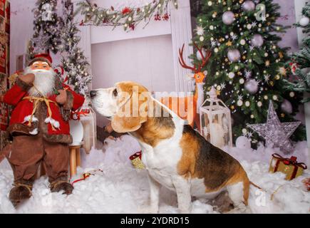 Beagle Dog, Weihnachtsfoto in gemütlicher Atmosphäre Stockfoto