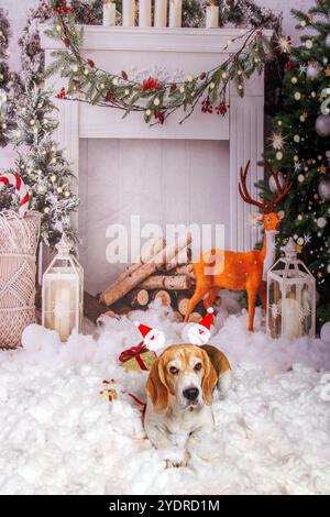 Beagle Dog, Weihnachtsfoto in gemütlicher Atmosphäre Stockfoto