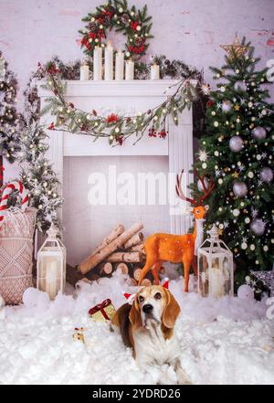 Beagle Dog, Weihnachtsfoto in gemütlicher Atmosphäre Stockfoto