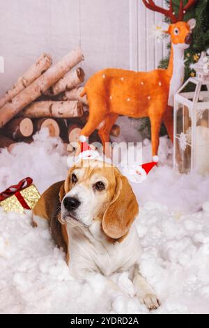 Beagle Dog, Weihnachtsfoto in gemütlicher Atmosphäre Stockfoto