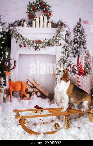 Beagle Dog, Weihnachtsfoto in gemütlicher Atmosphäre Stockfoto