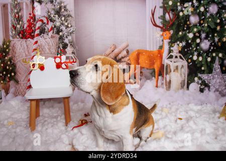 Beagle Dog, Weihnachtsfoto in gemütlicher Atmosphäre Stockfoto