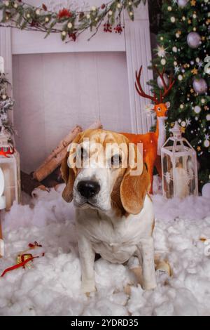 Beagle Dog, Weihnachtsfoto in gemütlicher Atmosphäre Stockfoto