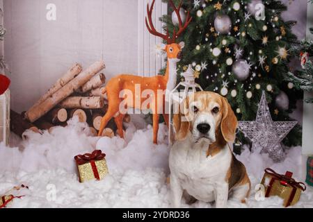 Beagle Dog, Weihnachtsfoto in gemütlicher Atmosphäre Stockfoto