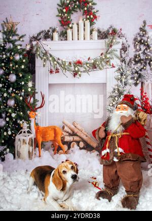 Beagle Dog, Weihnachtsfoto in gemütlicher Atmosphäre Stockfoto