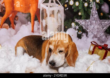 Beagle Dog, Weihnachtsfoto in gemütlicher Atmosphäre Stockfoto