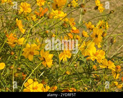 Ein orangener Schmetterling mitten im gelben Kosmos sulfurus an sonnigem Tag Stockfoto