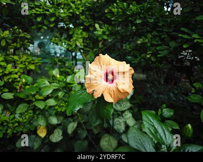Eine rosafarbene und gelbe Hibiskusblüte mit Staubblättern im Garten Stockfoto