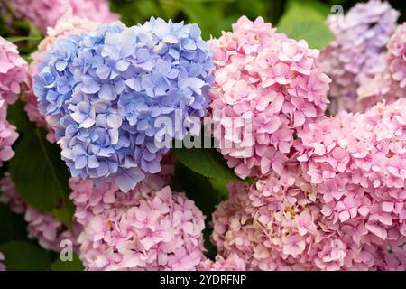 Farbenfrohe hortensien und hortensia-Blüten in leuchtendem Blau und Rosa wachsen reichlich in einer Gartenumgebung, beleuchtet von warmem Sonnenlicht an einem klaren Tag, schaffen eine malerische Szene. Hochwertige Fotos Stockfoto