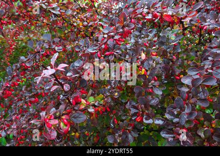 Japanische Berberitze (Berberis thunbergii) - ein vielseitiger Sträucher mit hellroten Beeren im Herbst. Stockfoto