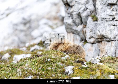 18. September 2024, Italien, Auronzo Di Cadore: Ein alpines Murmeltier befindet sich am 18. September 2024 vor einem Felsen in seinem natürlichen Lebensraum in den Sexten Dolomiten im Naturpark drei Zinnen in der Nähe von Auronzo di Cadore (Provinz Belluno, Italien). Murmeltiere (Marmota), auch bekannt als Munggen in der Schweiz und Mankei in Oberbayern und dem benachbarten Salzburg, sind eine Gattung von echten Bodenhörnchen (Marmotini), die in Eurasien und Nordamerika vorkommen. Das Alpenmurmeltier (Marmota marmota), auch bekannt als Mankei oder Murmel in Süddeutschland und Österreich oder Mungg in der Schweiz, ist ein Nagetier, das besonders häufig in der Schweiz vorkommt Stockfoto