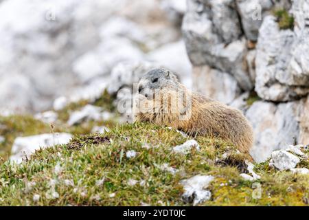 18. September 2024, Italien, Auronzo Di Cadore: Ein alpines Murmeltier befindet sich am 18. September 2024 vor einem Felsen in seinem natürlichen Lebensraum in den Sexten Dolomiten im Naturpark drei Zinnen in der Nähe von Auronzo di Cadore (Provinz Belluno, Italien). Murmeltiere (Marmota), auch bekannt als Munggen in der Schweiz und Mankei in Oberbayern und dem benachbarten Salzburg, sind eine Gattung von echten Bodenhörnchen (Marmotini), die in Eurasien und Nordamerika vorkommen. Das Alpenmurmeltier (Marmota marmota), auch bekannt als Mankei oder Murmel in Süddeutschland und Österreich oder Mungg in der Schweiz, ist ein Nagetier, das besonders häufig in der Schweiz vorkommt Stockfoto