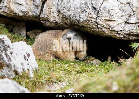 18. September 2024, Italien, Auronzo Di Cadore: Ein alpines Murmeltier befindet sich am 18. September 2024 vor dem Eingang eines Grabens in seinem natürlichen Lebensraum in den Sexten Dolomiten im Naturpark drei Zinnen in der Nähe von Auronzo di Cadore (Provinz Belluno, Italien). Murmeltiere (Marmota), in der Schweiz auch als Munggen und in Oberbayern und im benachbarten Salzburg als Mankei bekannt, sind eine Gattung von echten Bodenhörnchen (Marmotini), die in Eurasien und Nordamerika weit verbreitet sind. Das Alpenmurmeltier (Marmota marmota), auch bekannt als Mankei oder Murmel in Süddeutschland und Österreich, oder Mungg in der Schweiz, ist ein Ritt Stockfoto