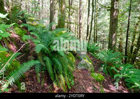 Im Cascade Falls Regional Park nordöstlich von Mission, British Columbia, Kanada Stockfoto