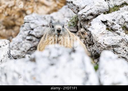 18. September 2024, Italien, Auronzo Di Cadore: Ein alpines Murmeltier blickt am 18. September 2024 aus einer Höhle in seinem natürlichen Lebensraum in den Sexten Dolomiten im Naturpark drei Zinnen in der Nähe von Auronzo di Cadore (Provinz Belluno, Italien). Murmeltiere (Marmota), auch bekannt als Munggen in der Schweiz und Mankei in Oberbayern und dem benachbarten Salzburg, sind eine Gattung von echten Bodenhörnchen (Marmotini), die in Eurasien und Nordamerika verbreitet sind. Das Alpenmurmeltier (Marmota marmota), in Süddeutschland und Österreich auch als Mankei oder Murmel oder in der Schweiz als Mungg bekannt, ist ein besonders wichtiges Nagetier Stockfoto