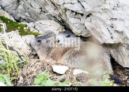 18. September 2024, Italien, Auronzo Di Cadore: Zwei alpine Murmeltiere sitzen am Eingang einer Höhle in ihrem natürlichen Lebensraum in den Sexten Dolomiten im Naturpark drei Zinnen in der Nähe von Auronzo di Cadore (Provinz Belluno, Italien) am 18. September 2024. Murmeltiere (Marmota), auch bekannt als Munggen in der Schweiz und Mankei in Oberbayern und dem benachbarten Salzburg, sind eine Gattung von echten Bodenhörnchen (Marmotini), die in Eurasien und Nordamerika verbreitet sind. Das Alpenmurmeltier (Marmota marmota), auch bekannt als Mankei oder Murmel in Süddeutschland und Österreich oder Mungg in der Schweiz, ist ein Nagetier Stockfoto