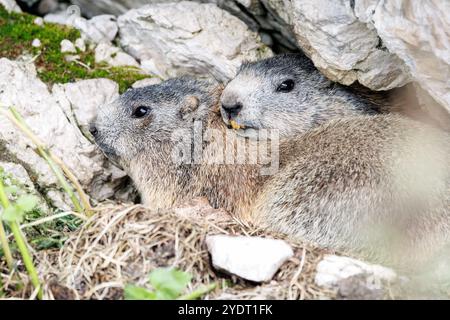 18. September 2024, Italien, Auronzo Di Cadore: Am 18. September 2024 sitzen zwei alpine Murmeltiere in ihrem natürlichen Lebensraum in den Sextner Dolomiten im Naturpark drei Zinnen in der Nähe von Auronzo di Cadore (Provinz Belluno, Italien). Murmeltiere (Marmota), auch bekannt als Munggen in der Schweiz und Mankei in Oberbayern und dem benachbarten Salzburg, sind eine Gattung von echten Bodenhörnchen (Marmotini), die in Eurasien und Nordamerika verbreitet sind. Das Alpenmurmeltier (Marmota marmota), auch bekannt als Mankei oder Murmel in Süddeutschland und Österreich oder Mungg in der Schweiz, ist ein Nagetier Stockfoto