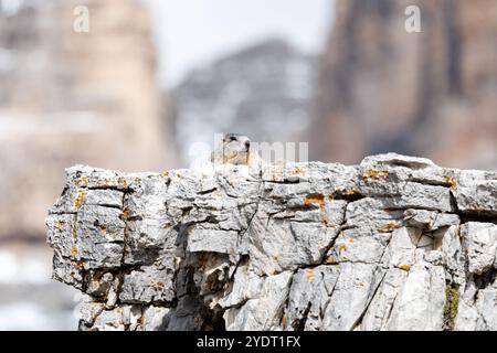 18. September 2024, Italien, Auronzo Di Cadore: Ein alpines Murmeltier befindet sich am 18. September 2024 auf einem Felsen in seinem natürlichen Lebensraum in den Sextner Dolomiten im Naturpark drei Zinnen in der Nähe von Auronzo di Cadore (Provinz Belluno, Italien). Murmeltiere (Marmota), auch bekannt als Munggen in der Schweiz und Mankei in Oberbayern und dem benachbarten Salzburg, sind eine Gattung von echten Bodenhörnchen (Marmotini), die in Eurasien und Nordamerika vorkommen. Das Alpenmurmeltier (Marmota marmota), in Süddeutschland und Österreich auch als Mankei oder Murmel oder in der Schweiz als Mungg bekannt, ist ein Nagetier, das besonders auf der Alp verbreitet ist Stockfoto